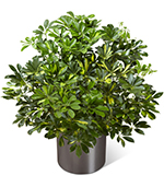 The Schefflera Arboricola